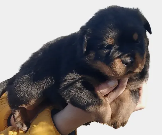 Щенки ротвейлера Челябинск