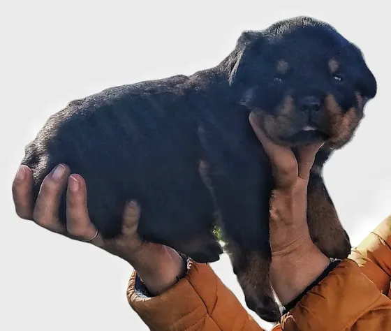 Щенки ротвейлера Челябинск