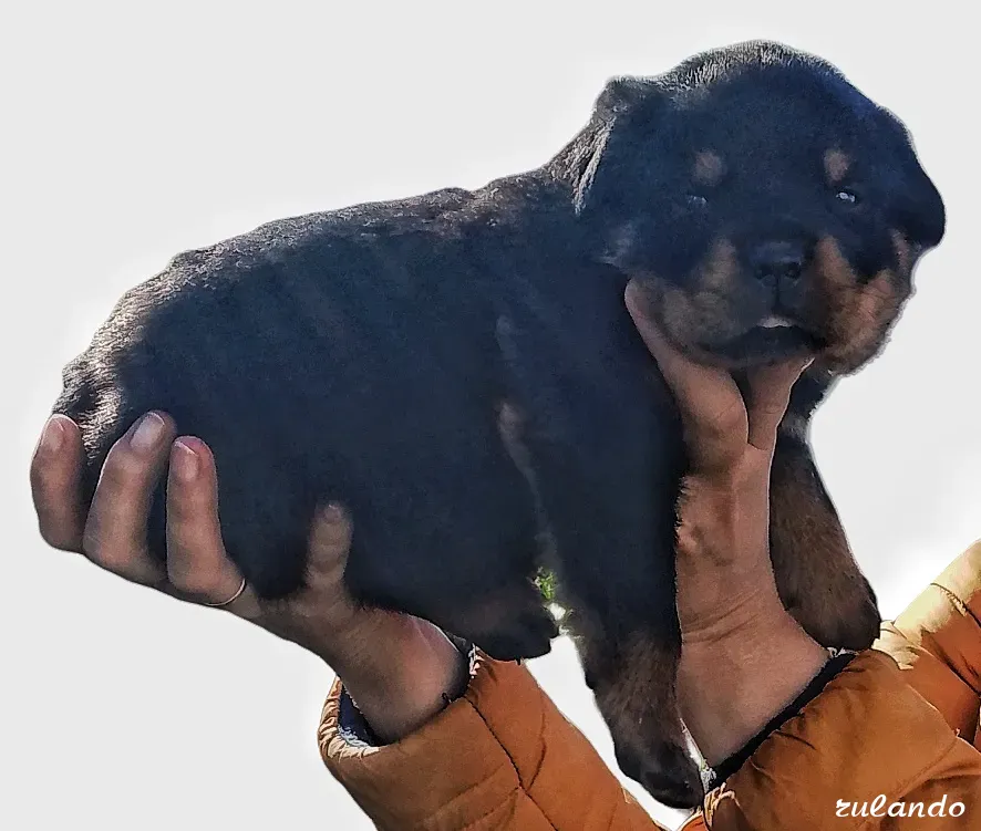 Щенки ротвейлера Челябинск - изображение 2