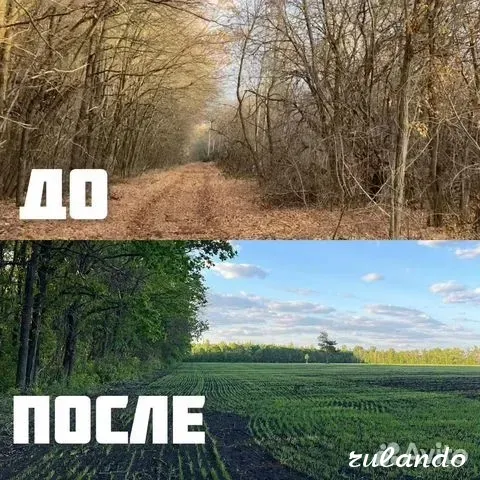 Расчистка территорий от деревьев и пней от 1 Га Воронеж - изображение 2