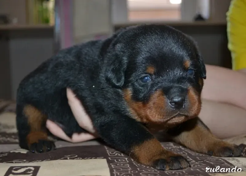 Шикарные щенки ротвейлера из питомника Калининград - изображение 1