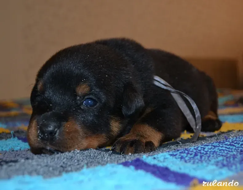 Шикарные щенки ротвейлера из питомника Калининград - изображение 2