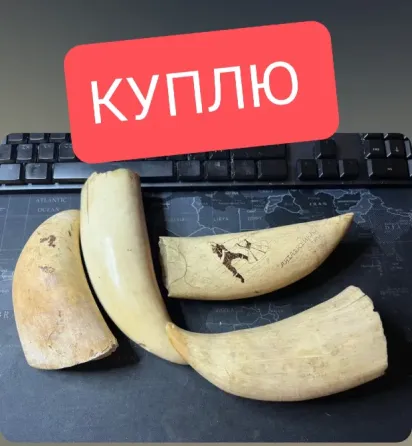 Зуб Кашалота Ростов-на-Дону